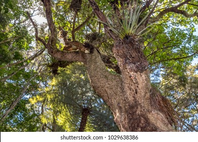 Perching Lily, Parasitic Plant ( Astelia Hastata ) New Zealand 