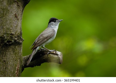 male blackcap