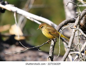 Perching Palm Warbler Bird