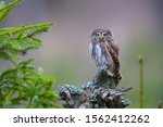Perching Pygmy Owl (Glaucidium passerinum) in forest