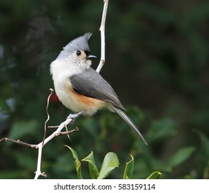 Perching Tufted Titmouse