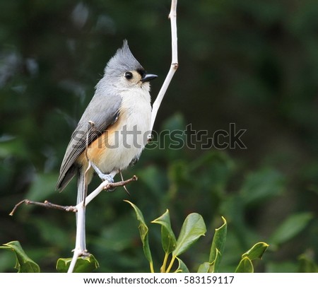 Perching Tufted Titmouse