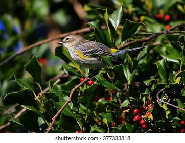 Perching Yellow-rumped Warbler