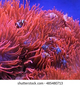 Percula Clown Fish In Orange Polyps At Coral Reef