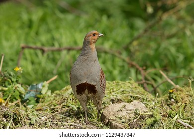 Perdix Bird Close Up