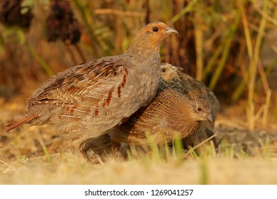 Perdix Bird Close Up