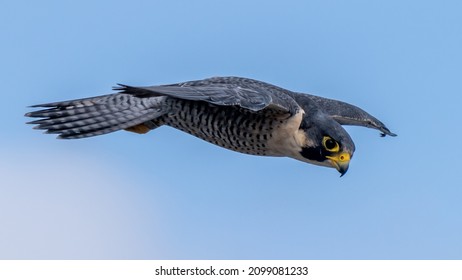 Peregrin Falcon Soaring In Search Of Prey