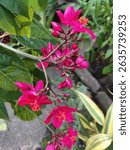 The Peregrina plant has slender stems and a relatively short stature. Its leaves vary in shape, from elongated and round to oval, violin-shaped, and even pointed at the tips. Young leaves have a coppe