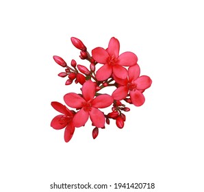 Peregrina, Spicy Jatropha, Jatropha integerrima, Close up small red flowers bouquet isolated on white background with clipping path. Top view exotic flowers. - Powered by Shutterstock