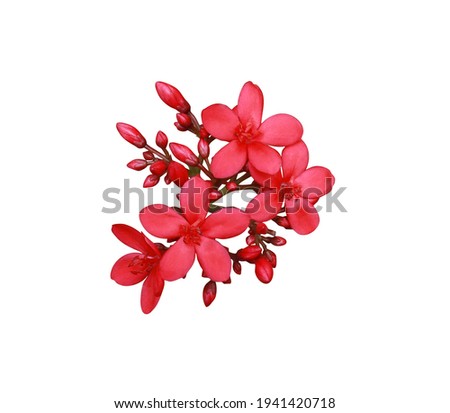 Peregrina, Spicy Jatropha, Jatropha integerrima, Close up small red flowers bouquet isolated on white background with clipping path. Top view exotic flowers.