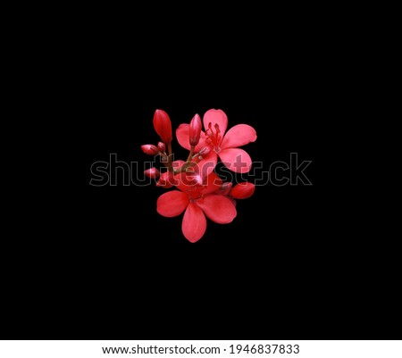 Peregrina, Spicy Jatropha, Jatropha integerrima, Close up small red flowers bouquet isolated on black background with clipping path. Top view exotic flowers.