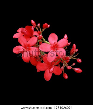 Peregrina, Spicy Jatropha, Jatropha integerrima, Close up small red flowers bouquet isolated on black background. Top view exotic flowers.