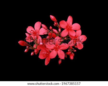 Peregrina, Spicy Jatropha, Jatropha integerrima, Close up small red-pink flowers bouquet isolated on black background. Top view exotic flowers.