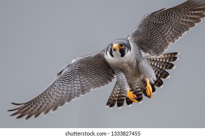 Peregrine Falcon High Res Stock Images Shutterstock