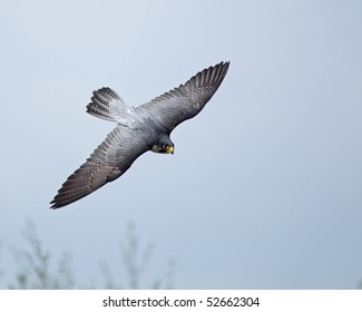 Peregrine Falcon