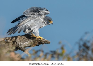 Peregrine Falcon