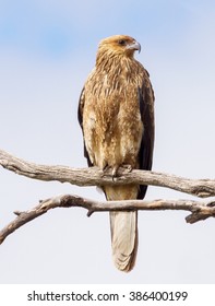 Peregrine Falcon In Australia