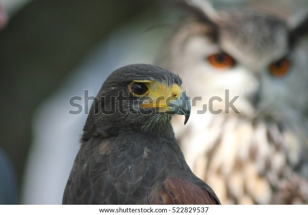 Peregrine Falcon Bengal Eagle Owl Background Stock Photo