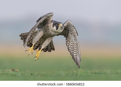 Peregrine Falcon Bird In Flight