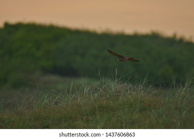 Peregrine, Falcon, Bird, Norfolk, England, UK, Europe