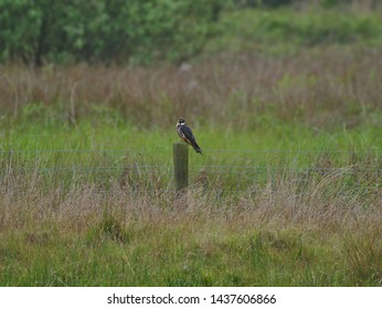 Peregrine, Falcon, Bird, Norfolk, England, UK, Europe