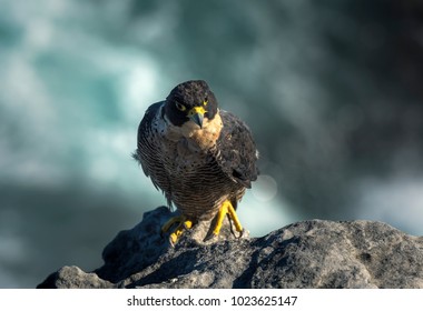 Peregrine Falcon By The Sea, Sydney, Australia