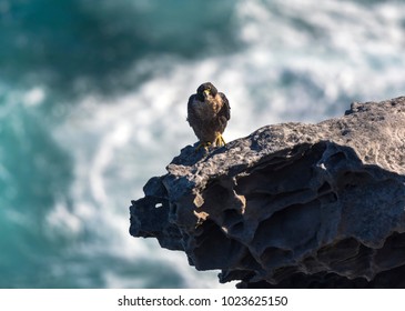 Peregrine Falcon By The Sea, Sydney, Australia