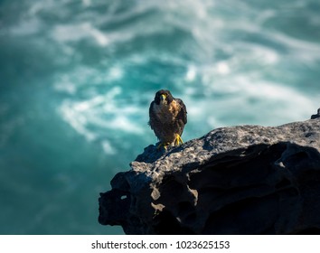 Peregrine Falcon By The Sea, Sydney, Australia