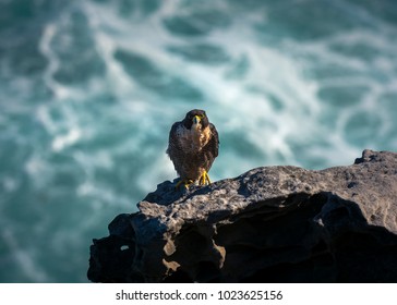 Peregrine Falcon By The Sea, Sydney, Australia