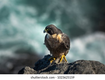 Peregrine Falcon By The Sea, Sydney, Australia