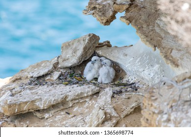 Peregrine Falcon Chicks At Nest
 