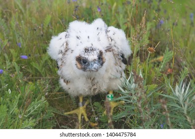 Peregrine Falcon Chicks, Russia, Yamal