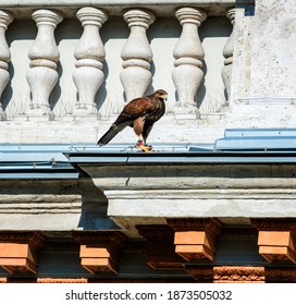 Peregrine Falcon In The City, On The Rooftop, Watching For Prey.