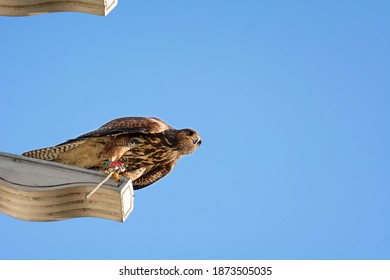 Peregrine Falcon In The City, On The Rooftop, Watching For Prey.