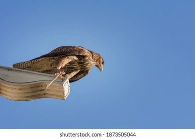 Peregrine Falcon In The City, On The Rooftop, Watching For Prey.