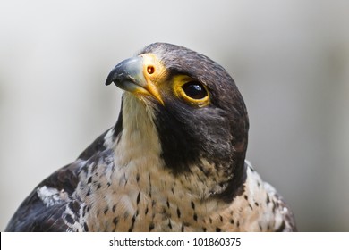 Peregrine Falcon Close Up