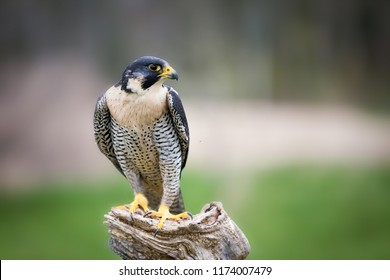 Peregrine Falcon Close Up