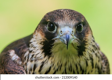 Peregrine Falcon Close Up