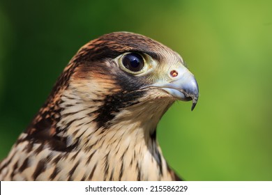 Peregrine Falcon Close Up