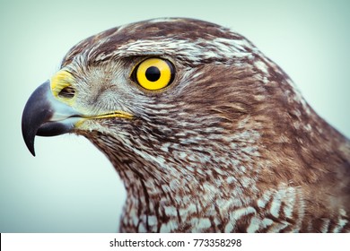 Peregrine Falcon Close Up