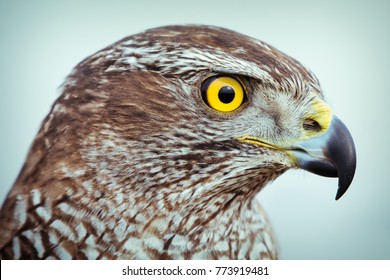 Peregrine Falcon Close Up