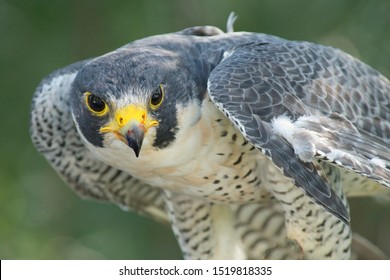 Peregrine Falcon Close Up Facing Forward 