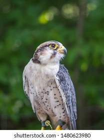 Peregrine Falcon Close Up - Young