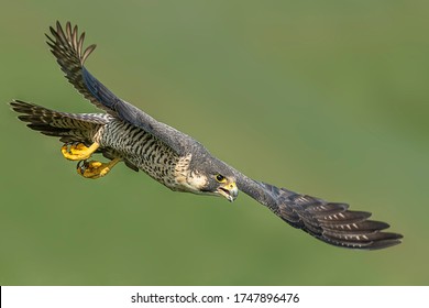 Peregrine Falcon Diving Onto Its Prey