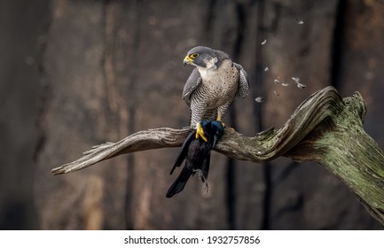 Peregrine Falcon Eating A Bird