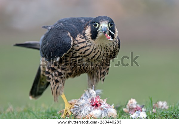 seahawk eating a falcon