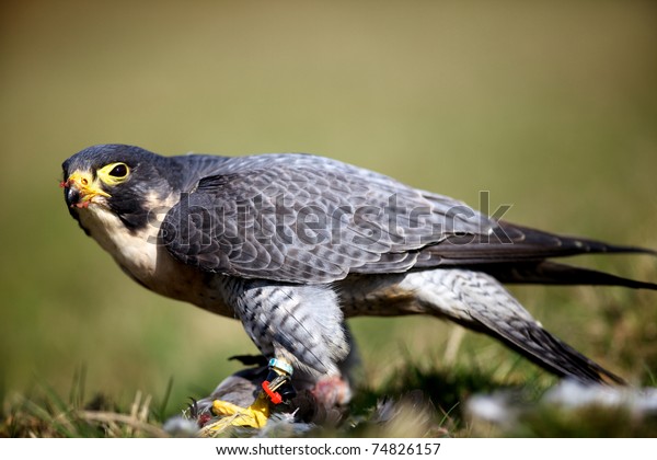 Peregrine Falcon Eating Pigeon Stock Photo Edit Now 74826157
