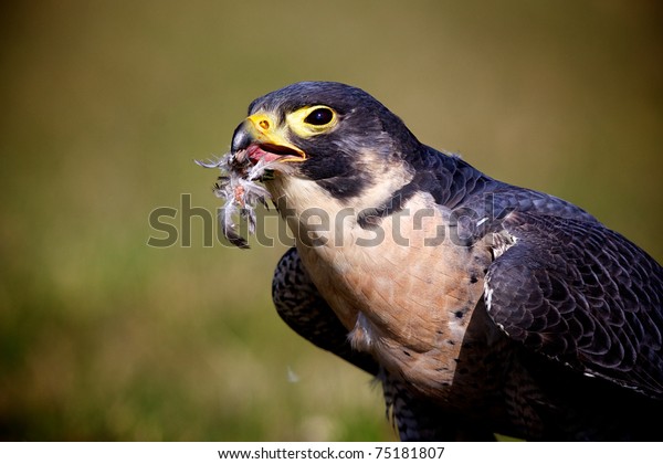 Peregrine Falcon Eating Pigeon Stock Photo Edit Now 75181807