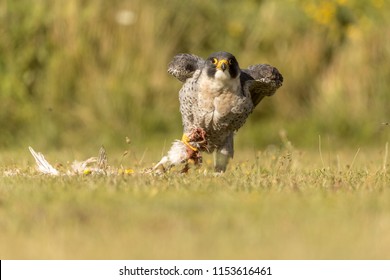 Peregrine Falcon Eats His Prey. Fastest In The Animal Kingdom, Widest Spread Raptor Including Urban, Mates For Life.