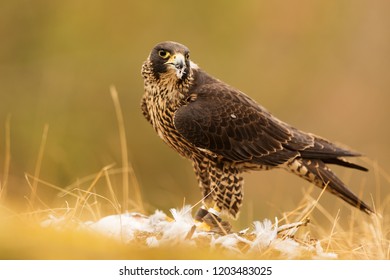 Peregrine Falcon (Falco Peregrinus)
